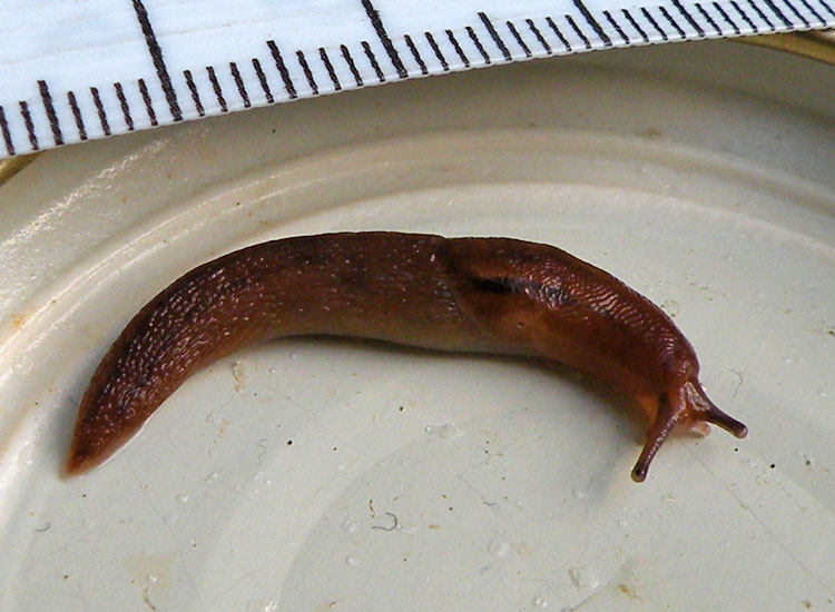 Deja vu: Lehmannia valentiana